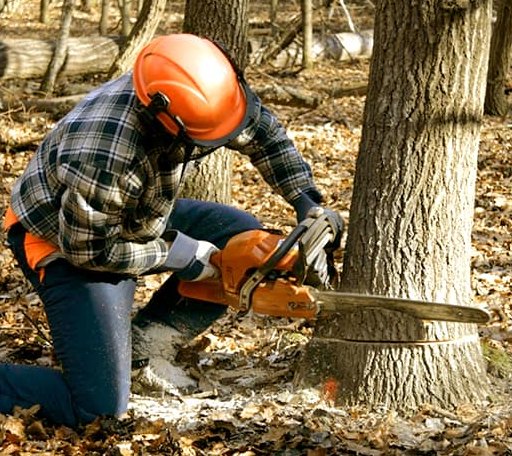 Tree Removal in Paris, MI